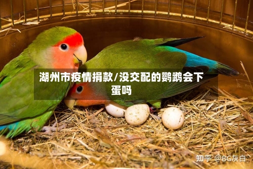 湖州市疫情捐款/没交配的鹦鹉会下蛋吗-第3张图片