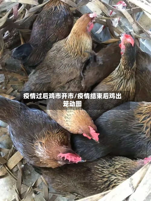 疫情过后鸡市开市/疫情结束后鸡出笼动图-第1张图片