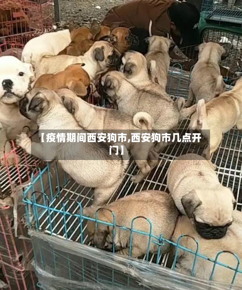 【疫情期间西安狗市,西安狗市几点开门】-第1张图片