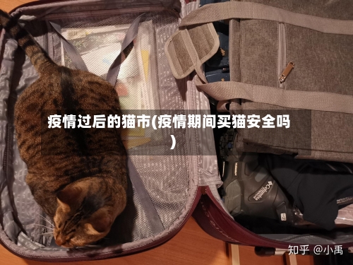 疫情过后的猫市(疫情期间买猫安全吗)-第1张图片