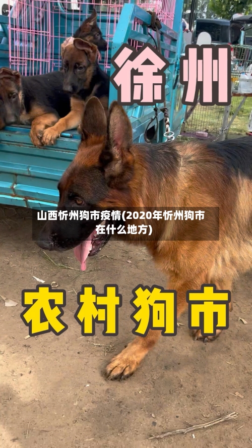 山西忻州狗市疫情(2020年忻州狗市在什么地方)-第2张图片