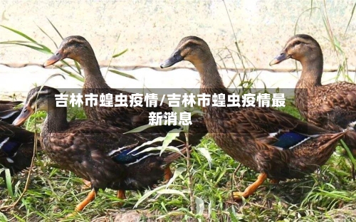 吉林市蝗虫疫情/吉林市蝗虫疫情最新消息-第2张图片