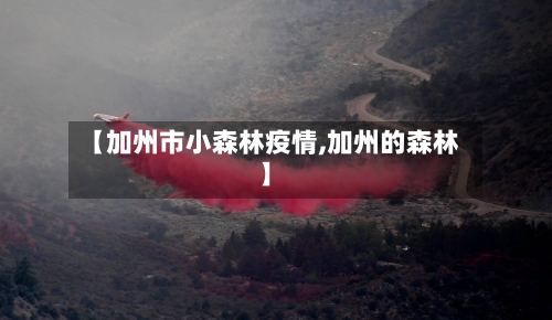 【加州市小森林疫情,加州的森林】-第2张图片